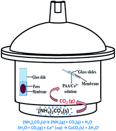 image file: c6ra18984a-s1.tif