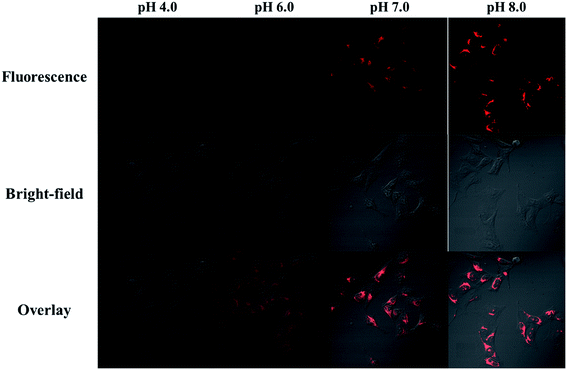 image file: c6ra22470a-f3.tif
