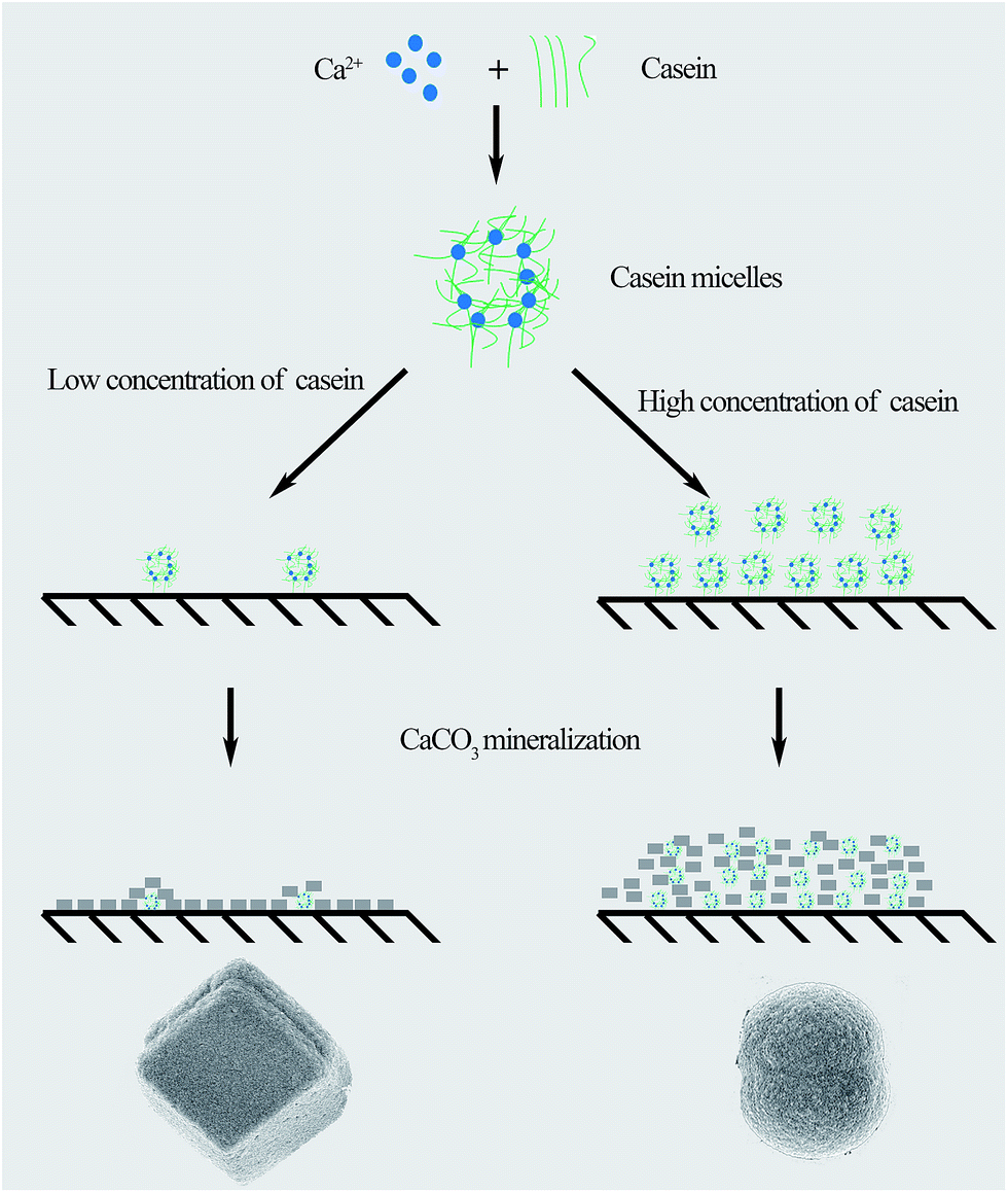 Crystallization of calcium carbonate under the influences of casein and ...