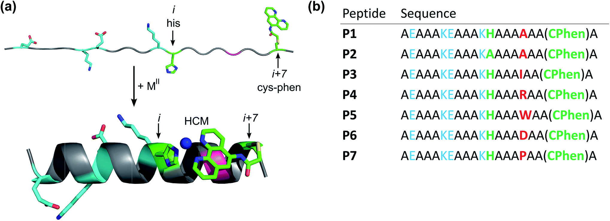 Parp2 DNA Binding domain. Hair x DNA Peptide купить.