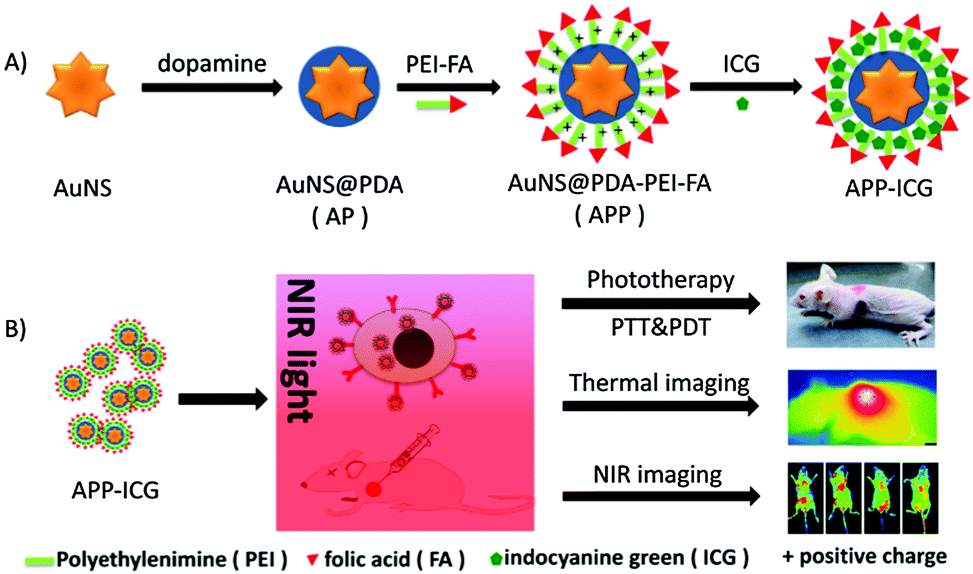 Hybrid of gold nanostar and indocyanine green for targeted imaging-guided  diagnosis and phototherapy using low-density laser irradiation - Journal of  Materials Chemistry B (RSC Publishing) DOI:10.1039/C6TB01375A