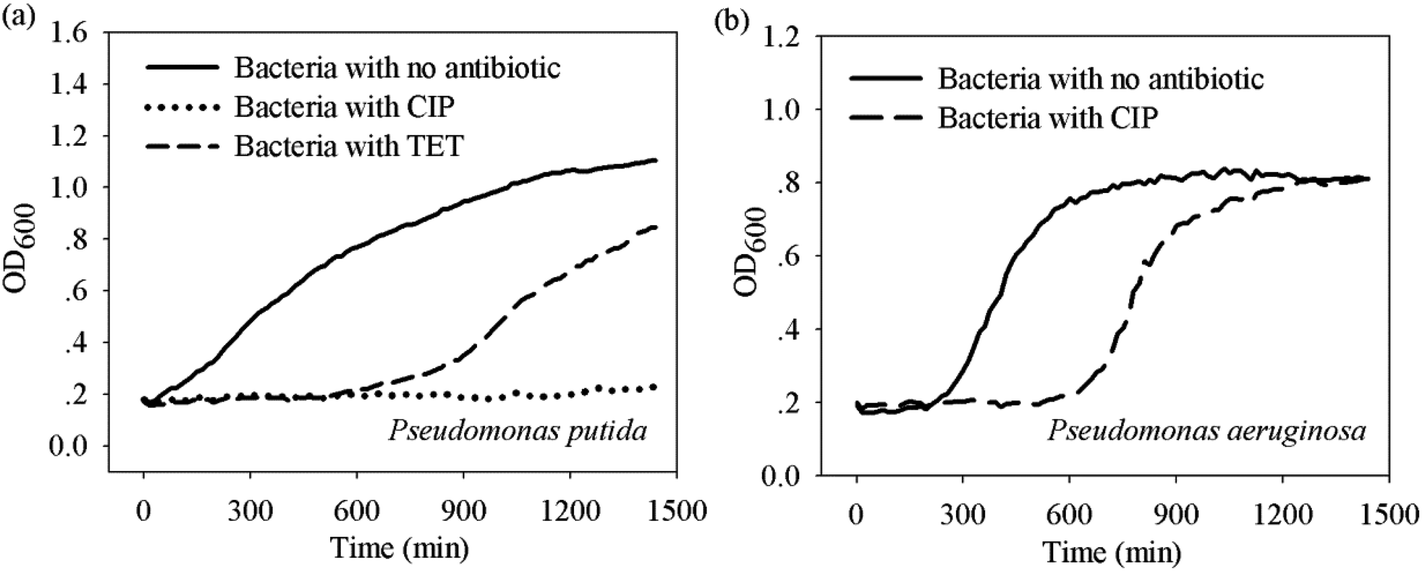 The importance of lag time extension in determining bacterial