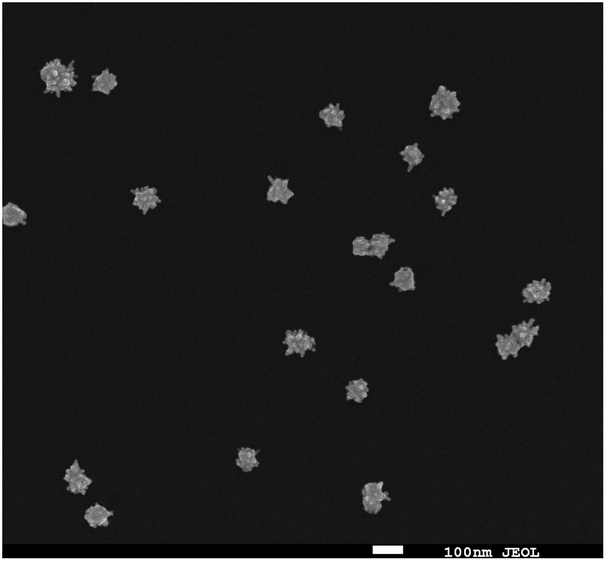 Isers Microscopy Guided By Wide Field Immunofluorescence Analysis Of Her2 Expression On Normal