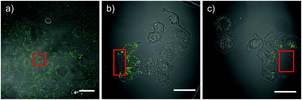 Spatio-temporal control of cellular uptake achieved by photoswitchable ...