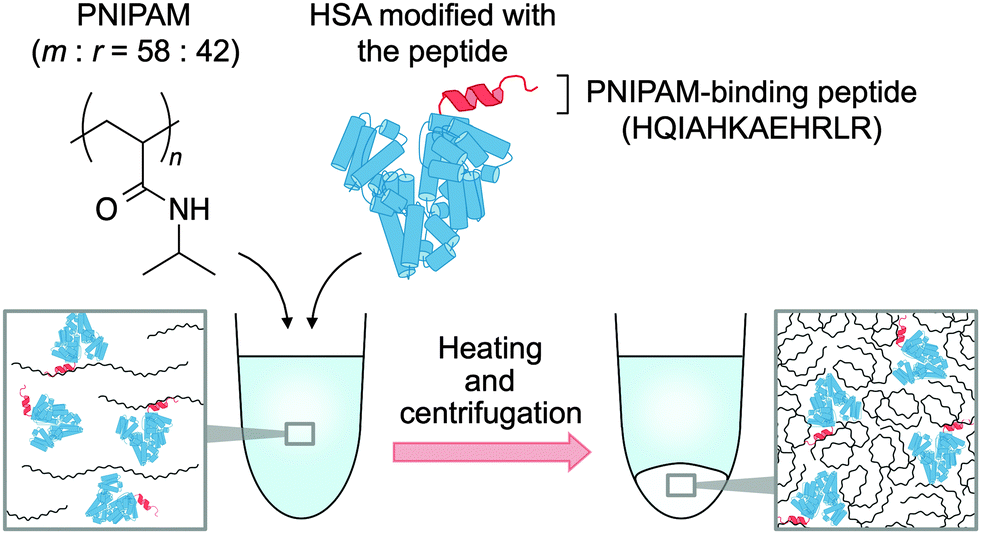 Affinitybased thermoresponsive precipitation of proteins modified with