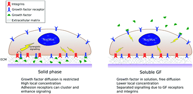 Synergistic growth factor microenvironments - Chemical Communications ...
