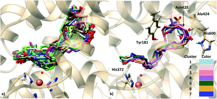 rigid protein scaffold rigid protein scaffold