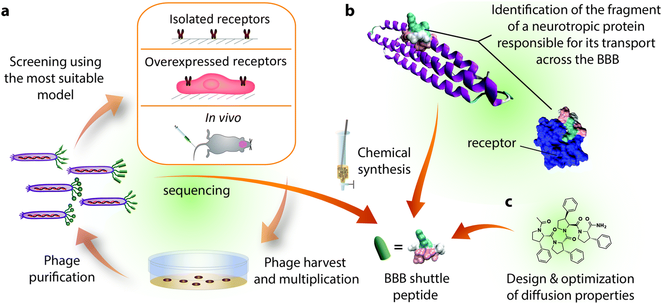 Blood Brain Barrier Shuttle Peptides An Emerging Paradigm For Brain Delivery Chemical Society Reviews Rsc Publishing