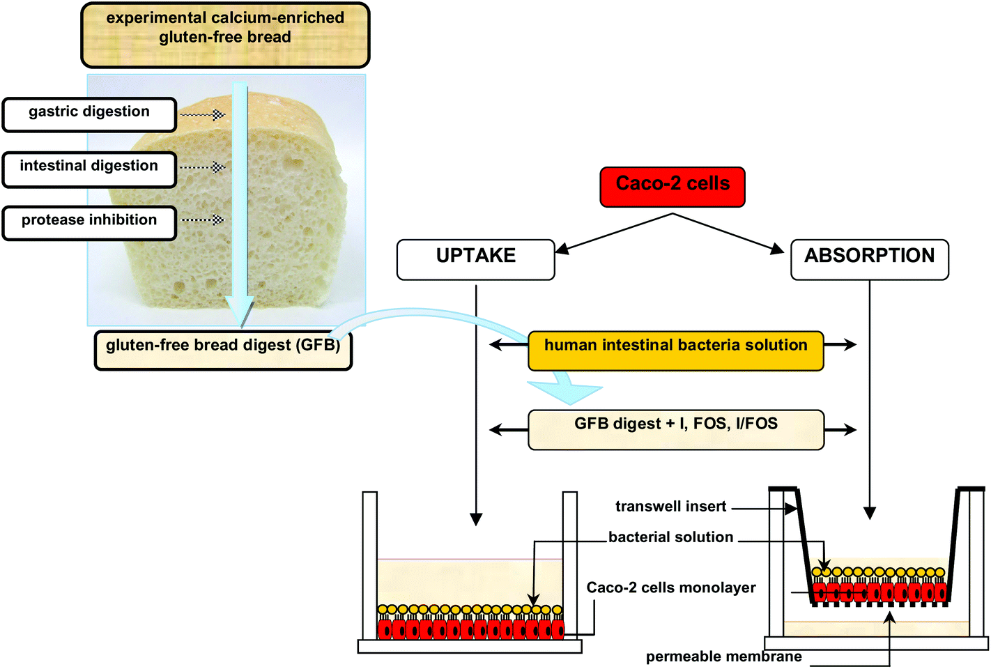 Inulin And Fructooligosaccharide Affect In Vitro Calcium Uptake And Absorption From Calcium Enriched Gluten Free Bread Food Function Rsc Publishing