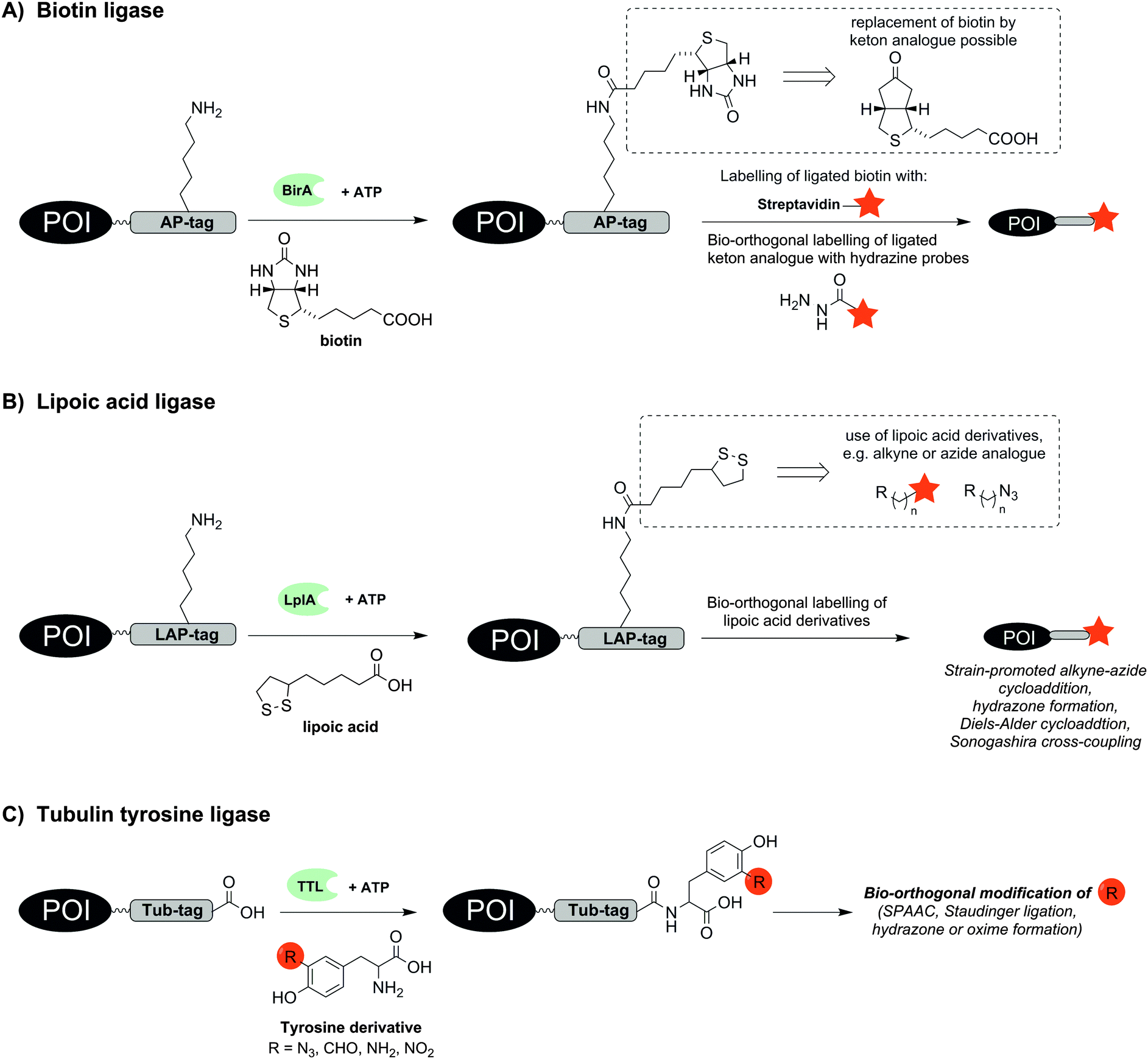 Peptide-tags for site-specific protein labelling in vitro and in vivo ...