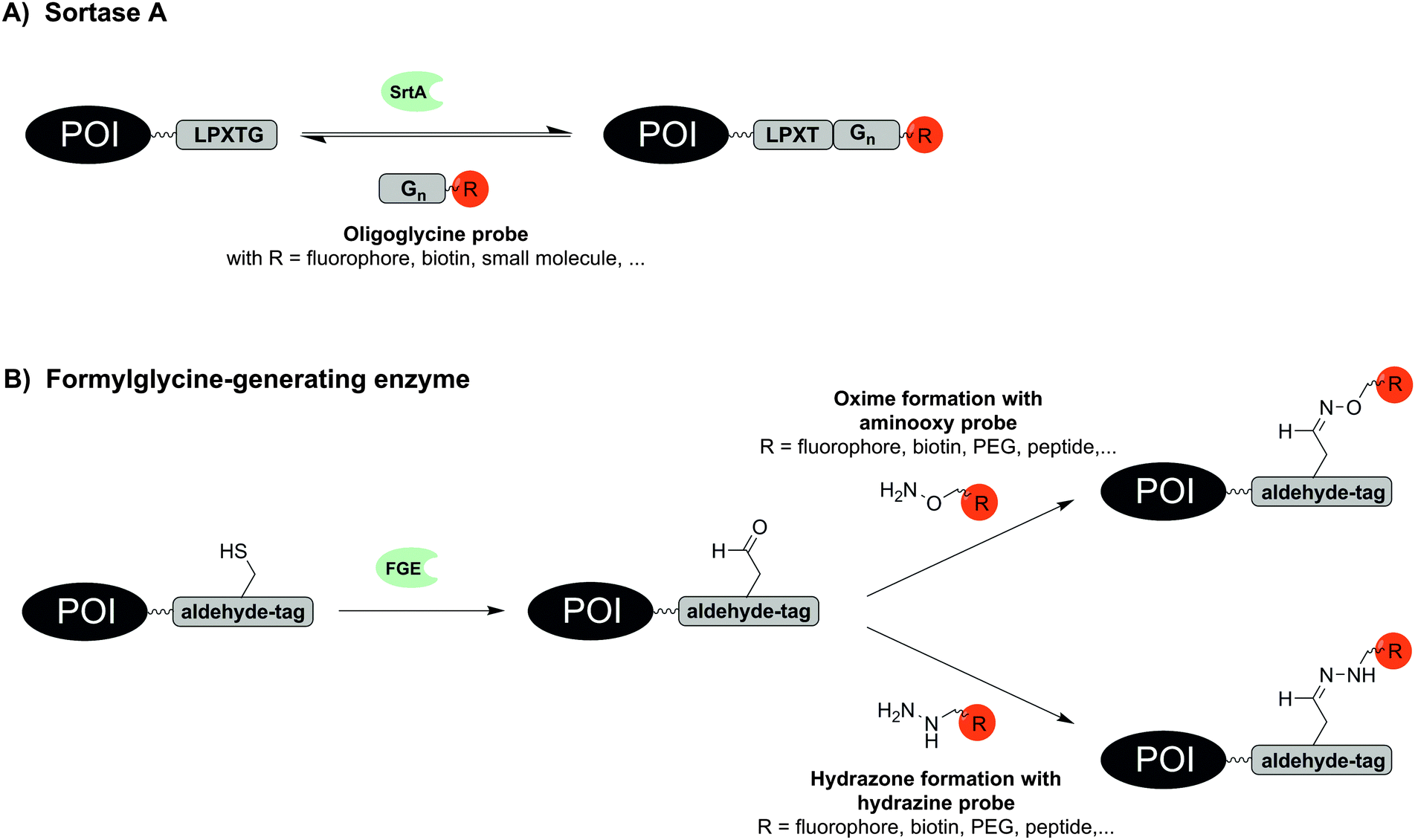 Peptide-tags for site-specific protein labelling in vitro and in vivo ...