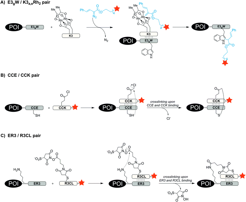 Peptide Tags For Site Specific Protein Labelling In Vitro And In Vivo Molecular Biosystems 1264