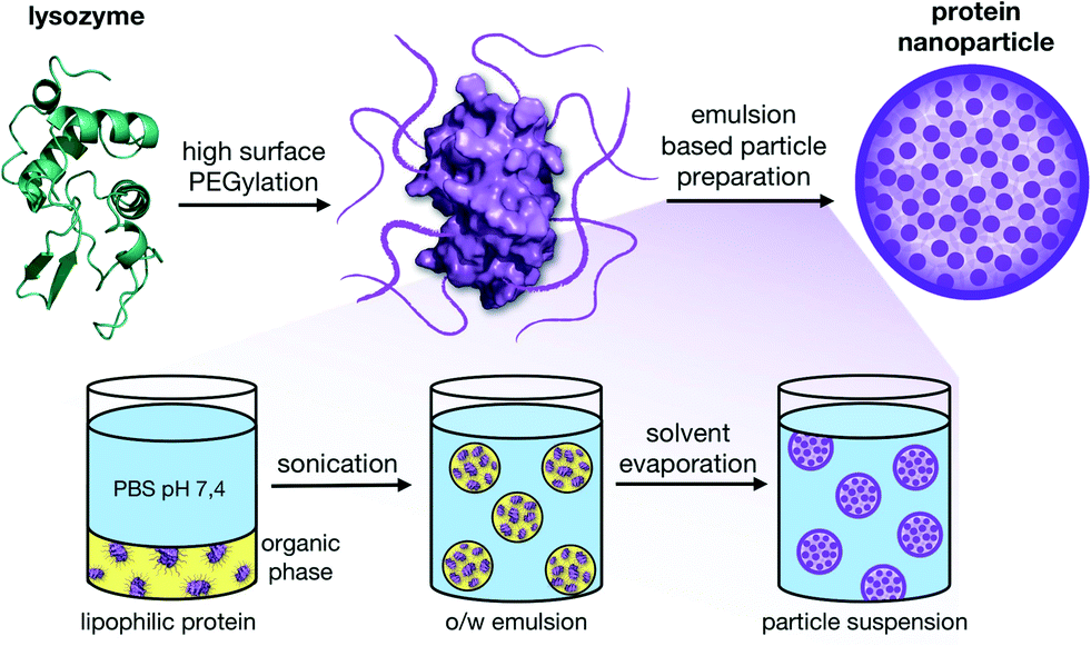 précipitation des protéines par les solvants organiques