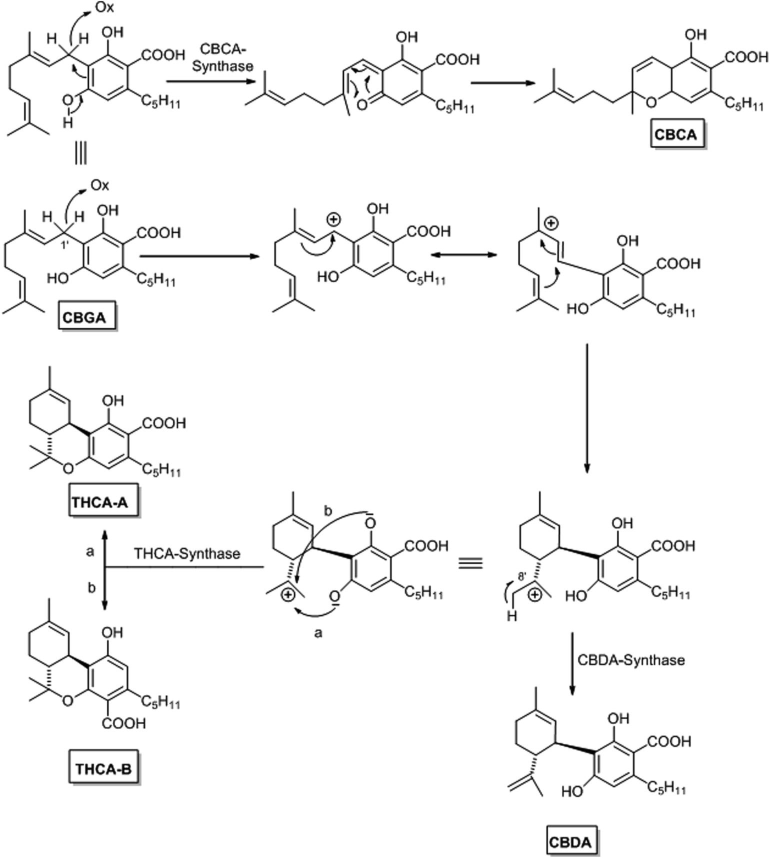 Phytocannabinoids: A Unified Critical Inventory - Natural Product ...