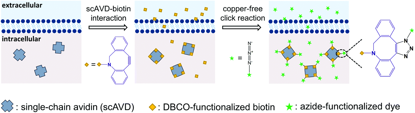 Intracellular bottom-up generation of targeted nanosensors for single ...