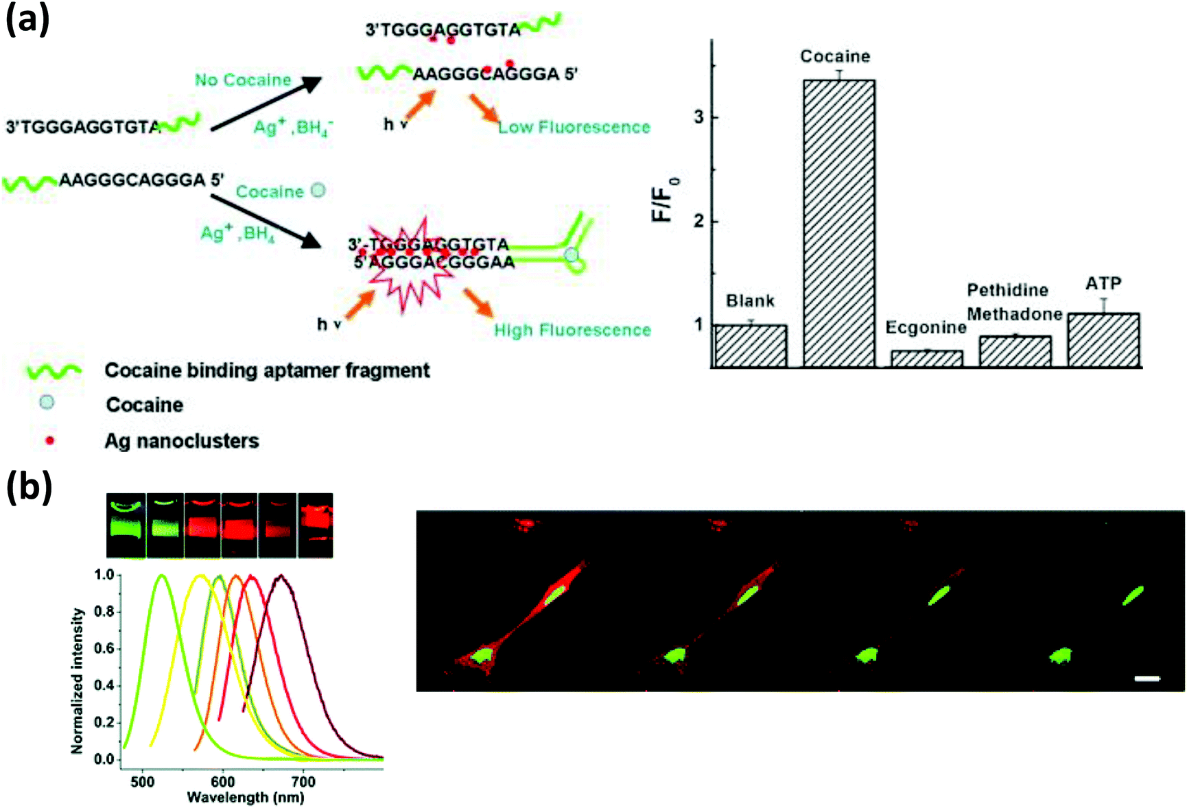 nanoparticles and dna a