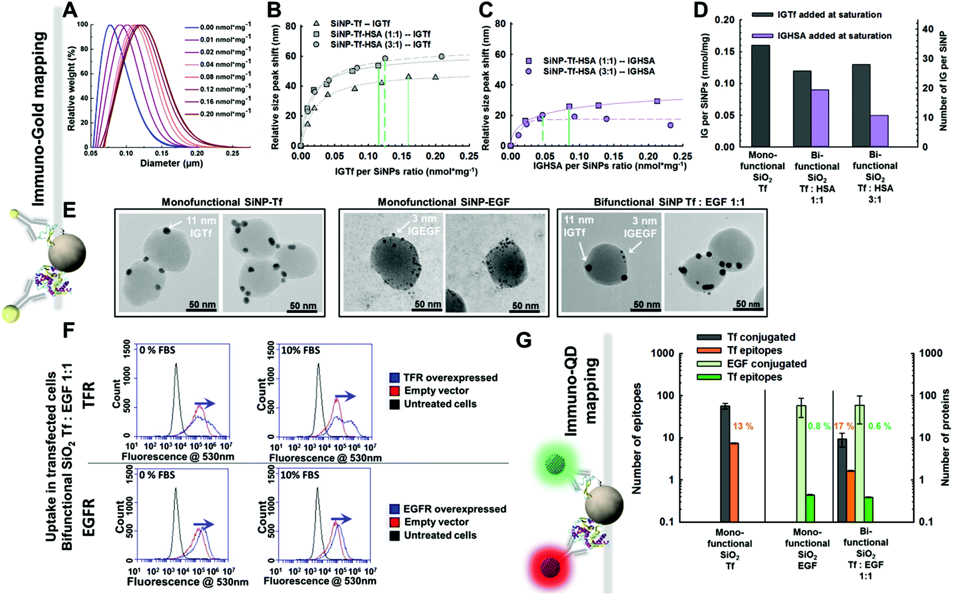 Constructing Bifunctional Nanoparticles For Dual Targeting Improved Grafting And Surface Recognition Assessment Of Multiple Ligand Nanoparticles Nanoscale Rsc Publishing