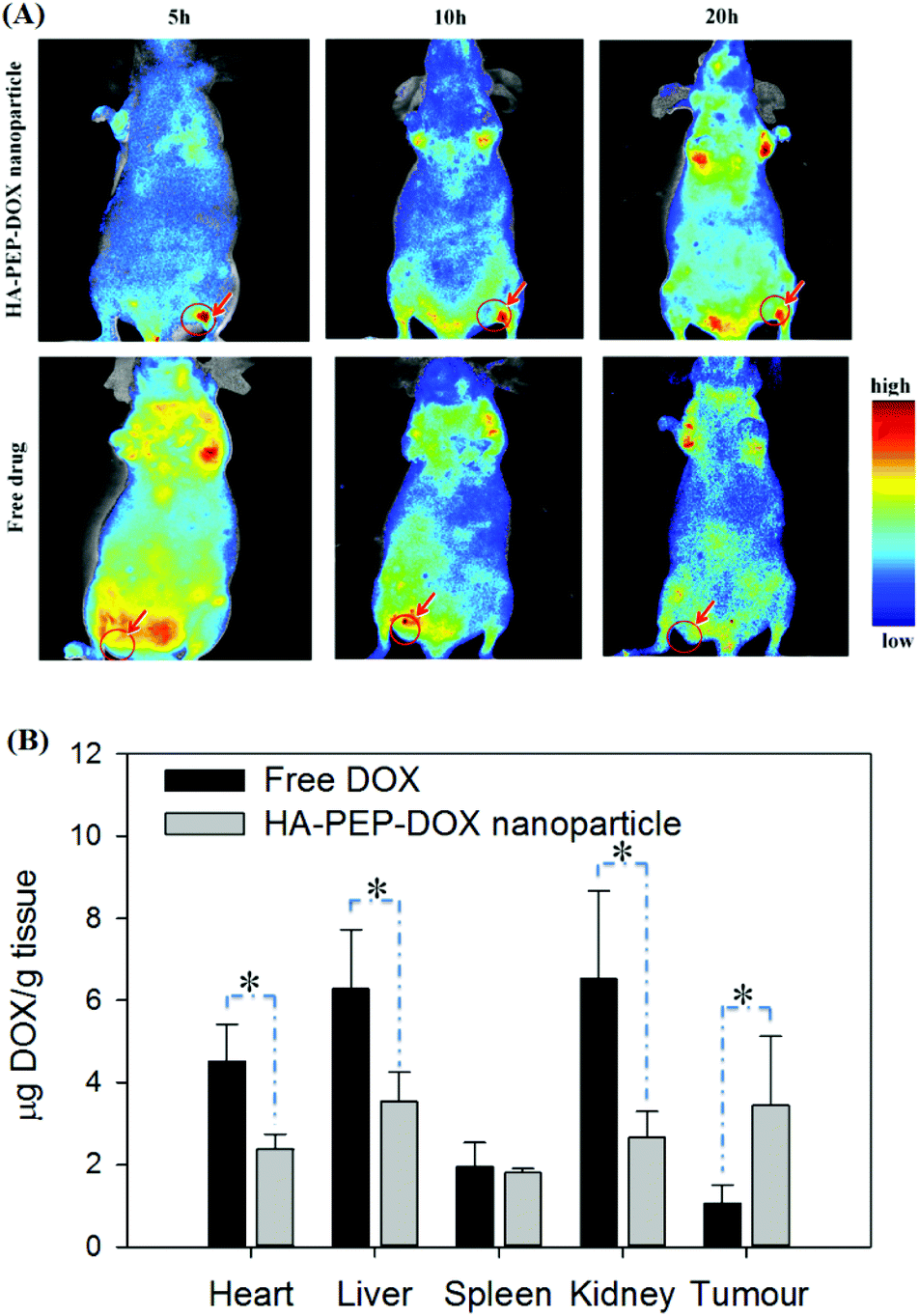 Targeted Delivery Of Doxorubicin To Tumour Tissues By A Novel Legumain Sensitive Polygonal Nanogel Nanoscale Rsc Publishing