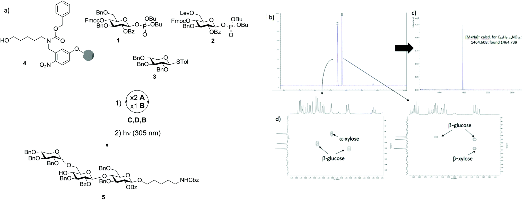 Automated glycan assembly of xyloglucan oligosaccharides Organic