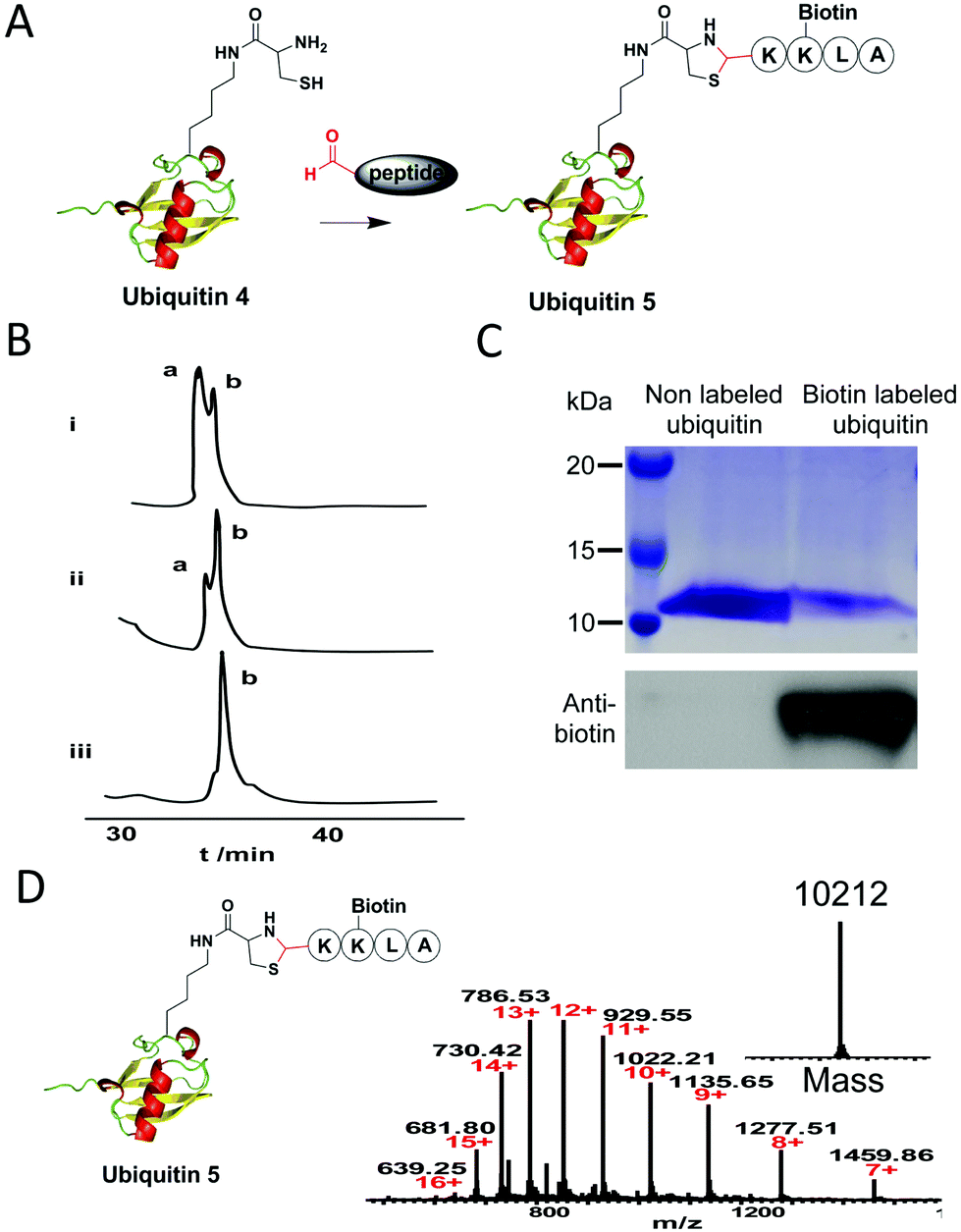 Genetic incorporation of 1,2-aminothiol functionality for site-specific ...