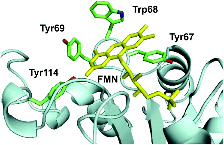 Protein Reductase Enzyme at Adam Paisley blog
