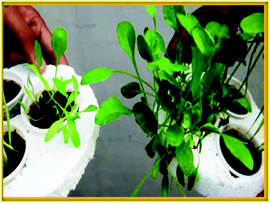 Enhancement In Growth Rate And Productivity Of Spinach Grown In Hydroponics With Iron Oxide Nanoparticles Rsc Advances Rsc Publishing