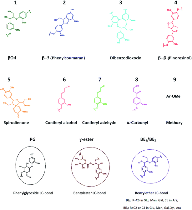 Structural features of mildly fractionated lignin carbohydrate ...