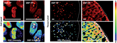 Nucleic Acid-selective Light-up Fluorescent Biosensors For Ratiometric ...