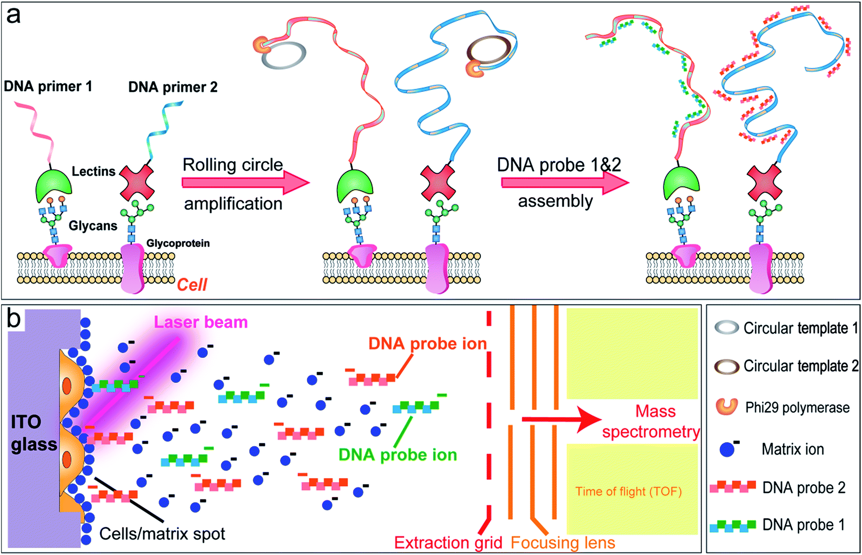 DNA-mediated cell surface engineering for multiplexed glycan profiling ...