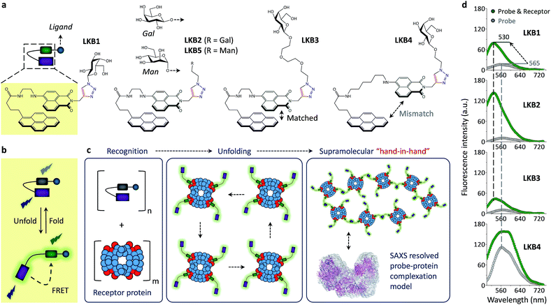 Foldable glycoprobes capable of fluorogenic crosslinking of ...