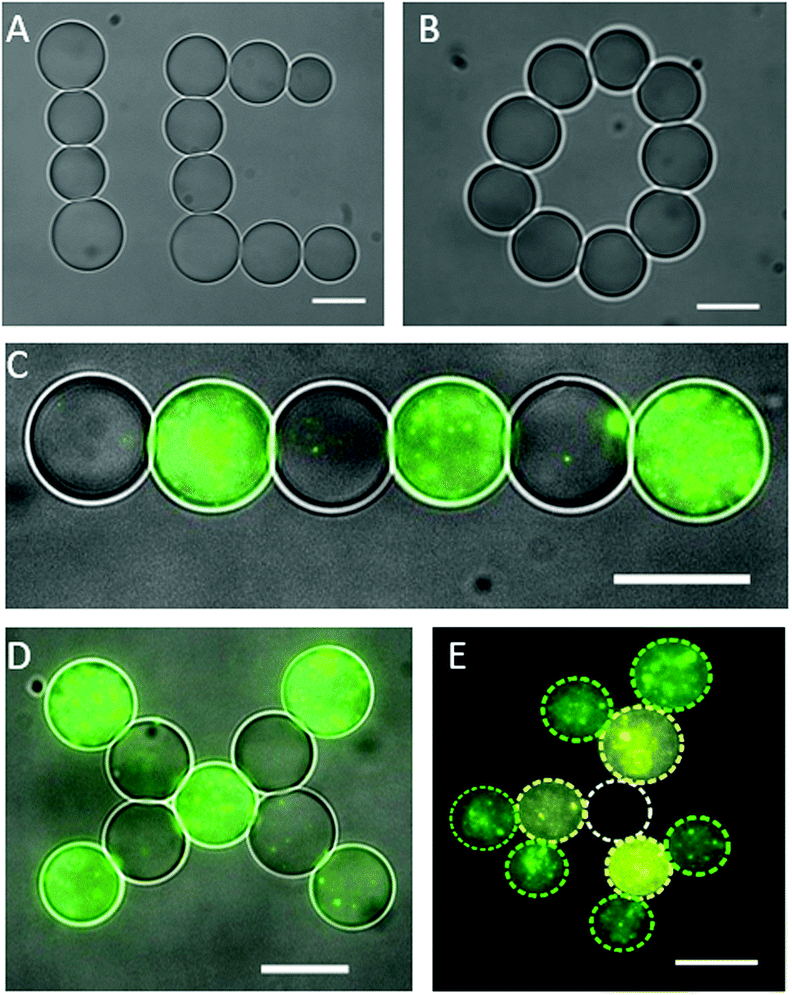 Optically Assembled Droplet Interface Bilayer (OptiDIB) Networks From ...