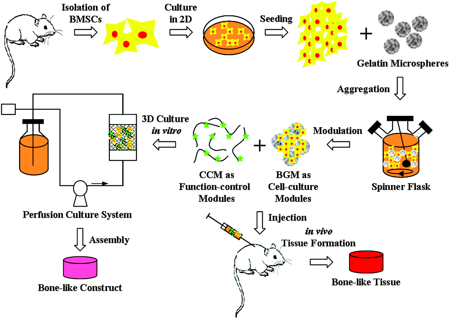 Centimeter Sized Biomimetic Bone Constructs Fabricated Via Cbd Bmp2 Collagen Microcarriers And Bmsc Gelatin Microspheres Journal Of Materials Chemistry B Rsc Publishing