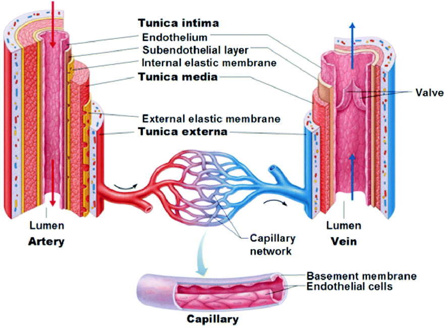 Three Dimensional Culture Of Small Diameter Vascular Grafts Journal Of Materials Chemistry B Rsc Publishing