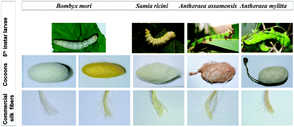 Different Types Of Silk Worms