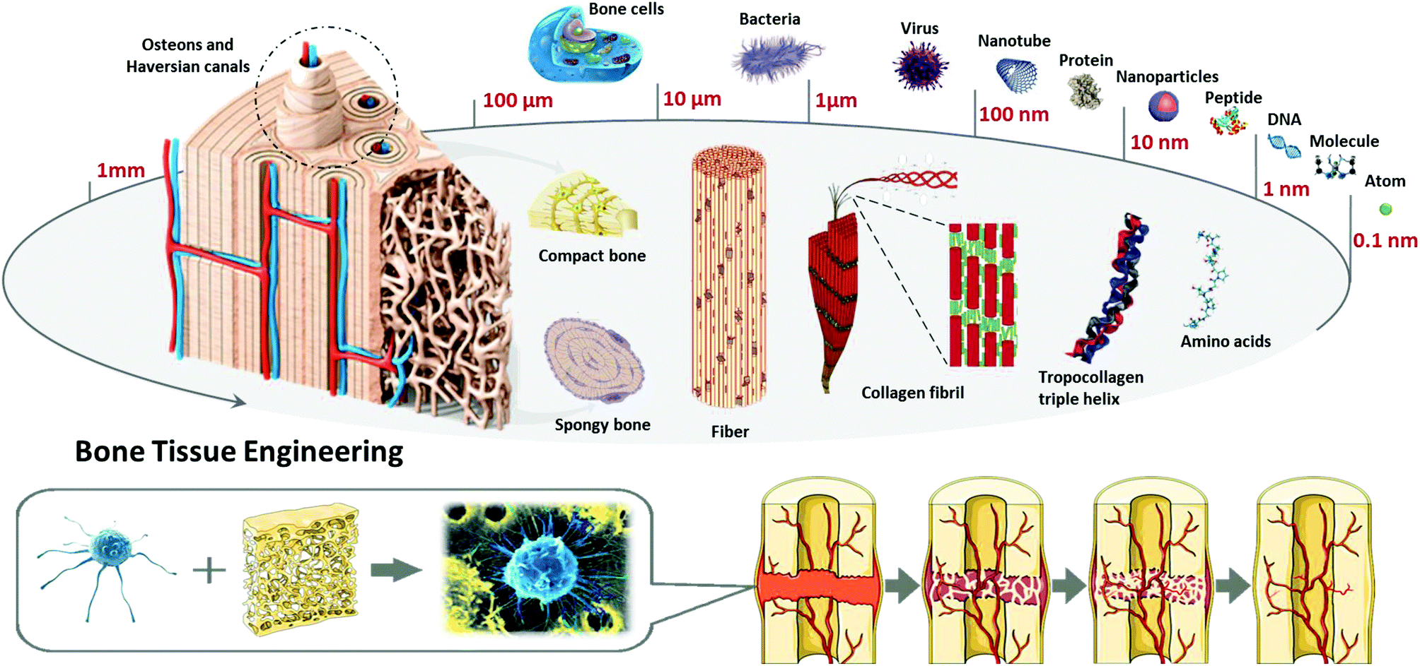 Stem cell-based bone regeneration in diseased microenvironments: Challenges  and solutions - ScienceDirect