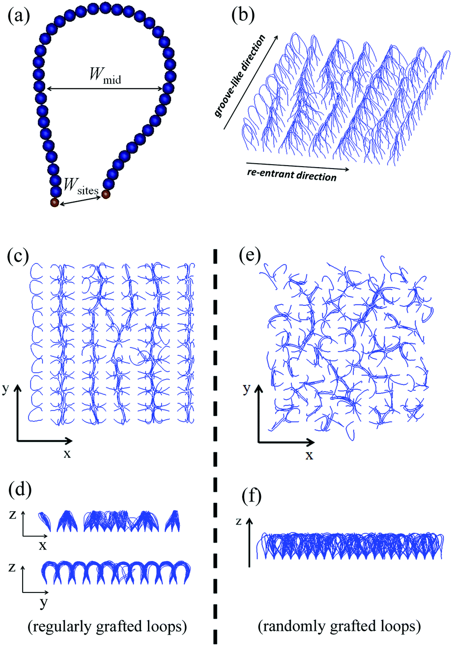 Enhancement of surface nonwettability by grafting loops - Physical 