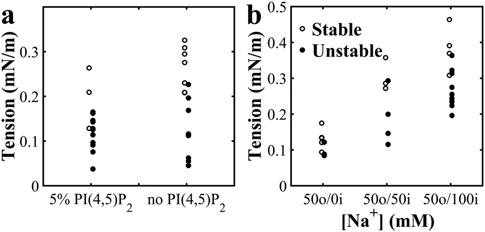 Cations Induce Shape Remodeling Of Negatively Charged Phospholipid