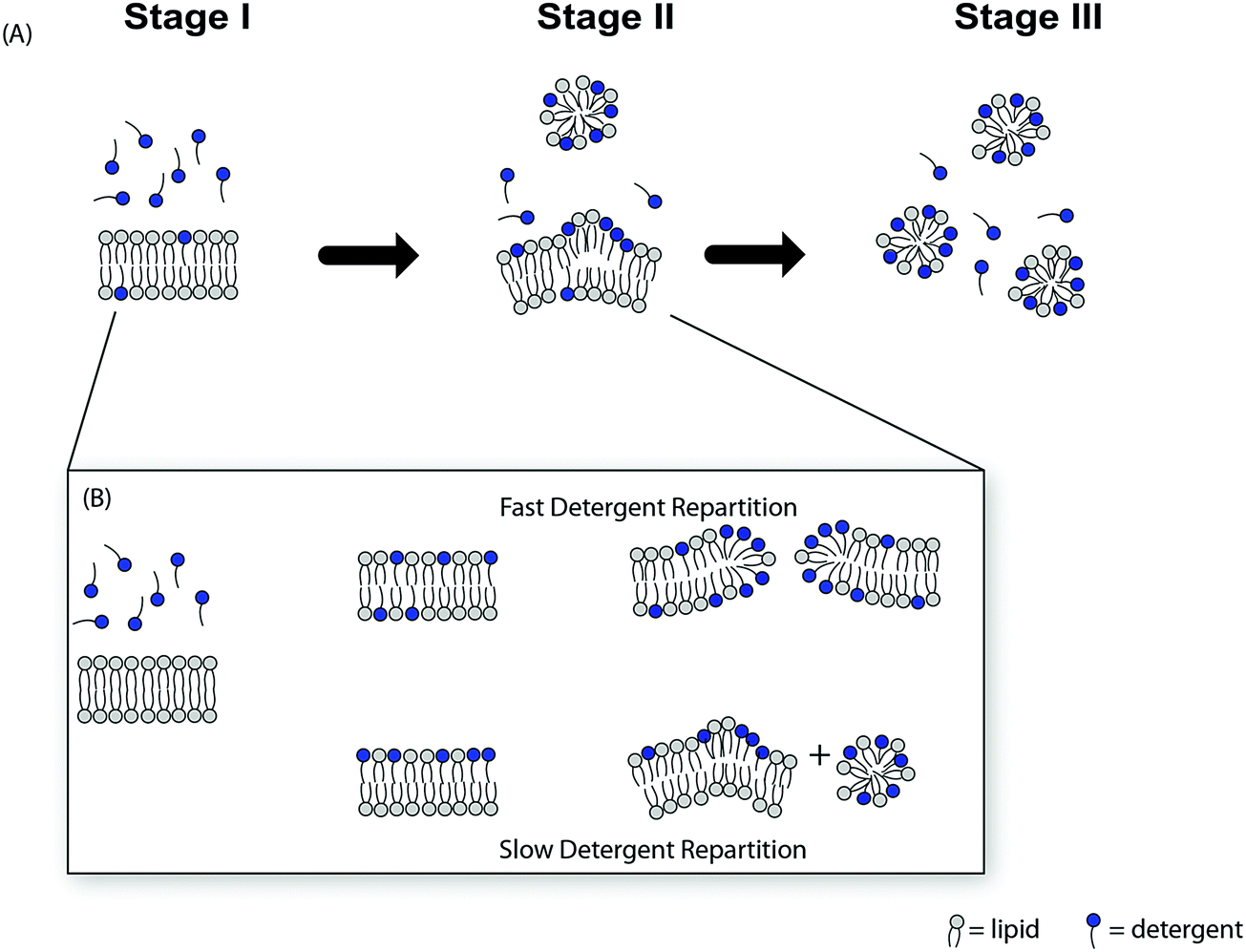 Biomembrane Solubilization Mechanism By Triton X 100 A Computational Study Of The Three Stage Model Physical Chemistry Chemical Physics Rsc Publishing Doi 10 1039 C7cpb