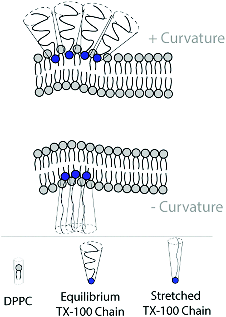 Biomembrane Solubilization Mechanism By Triton X 100 A Computational Study Of The Three Stage Model Physical Chemistry Chemical Physics Rsc Publishing Doi 10 1039 C7cpb