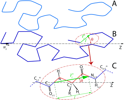 A quantitative analysis of the supercontraction-induced