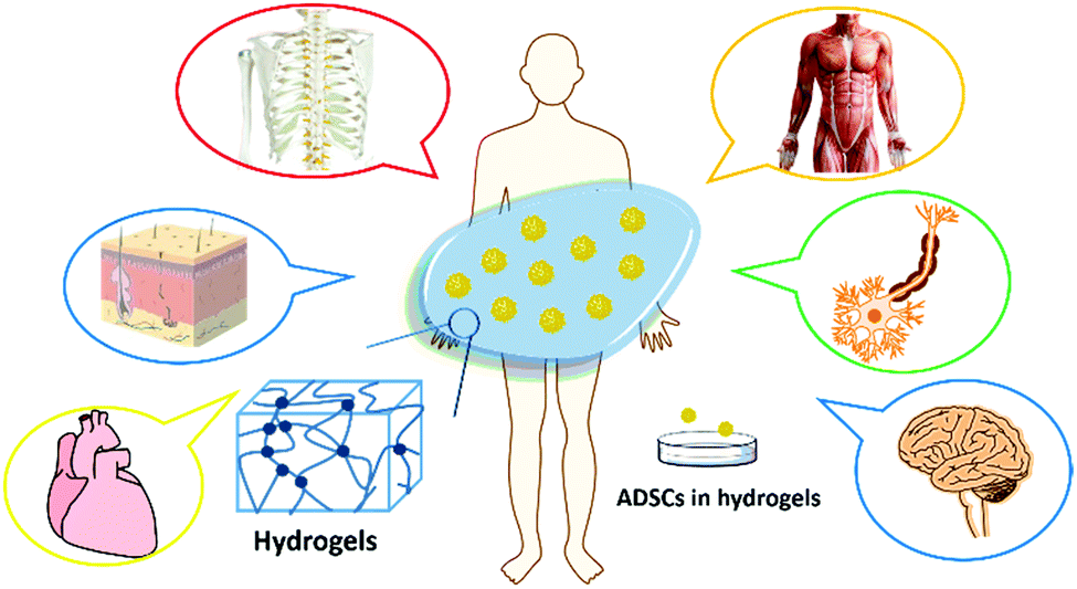 Hydrogel scaffolds for differentiation of adipose-derived
