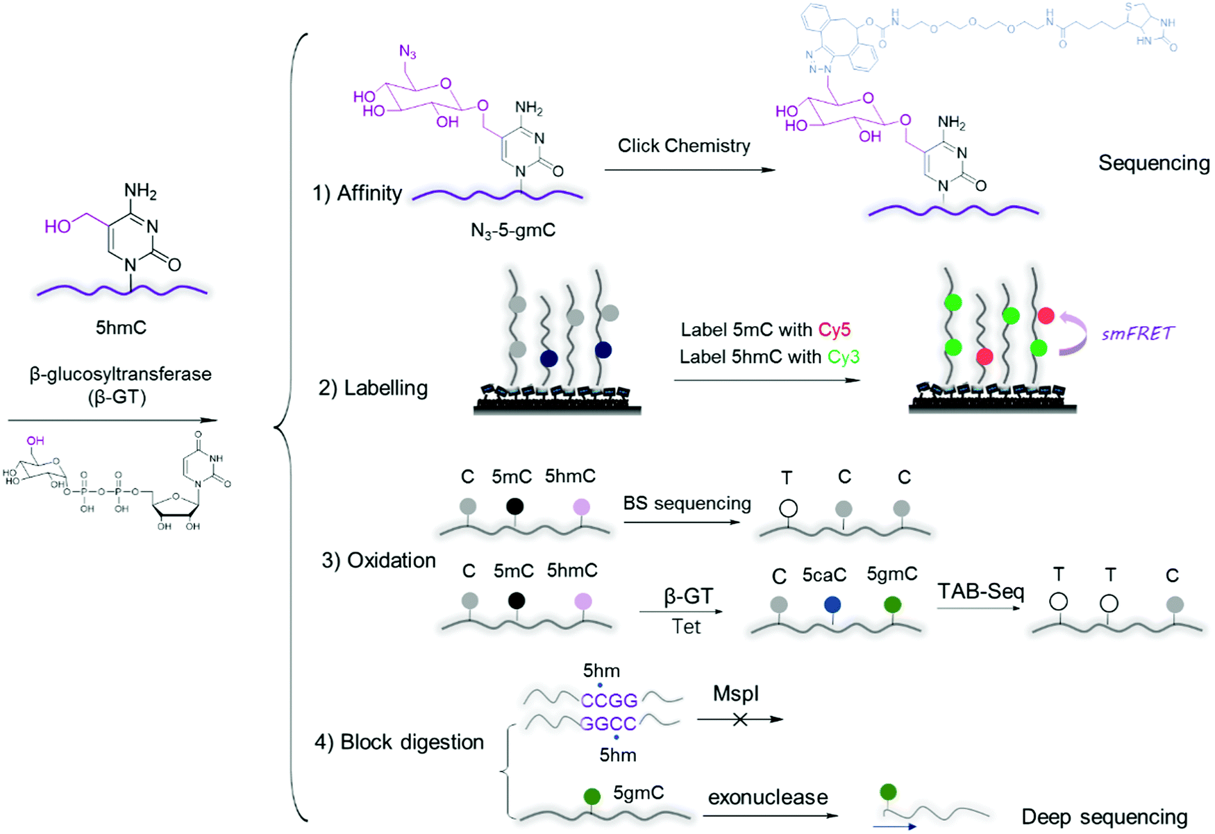Epigenetic modification of nucleic acids: from basic studies