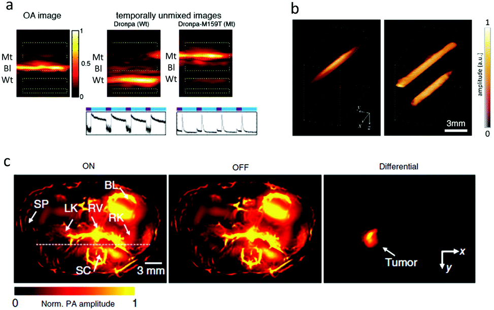 Advanced optoacoustic methods for multiscale imaging of in vivo 