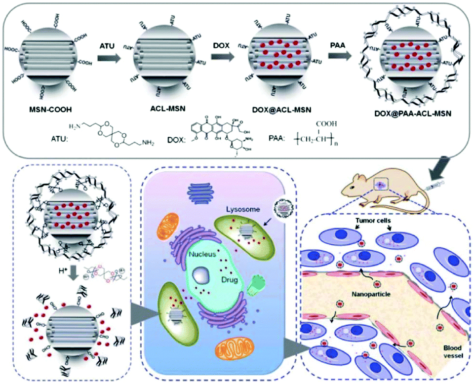 Diverse gatekeepers for mesoporous silica nanoparticle based