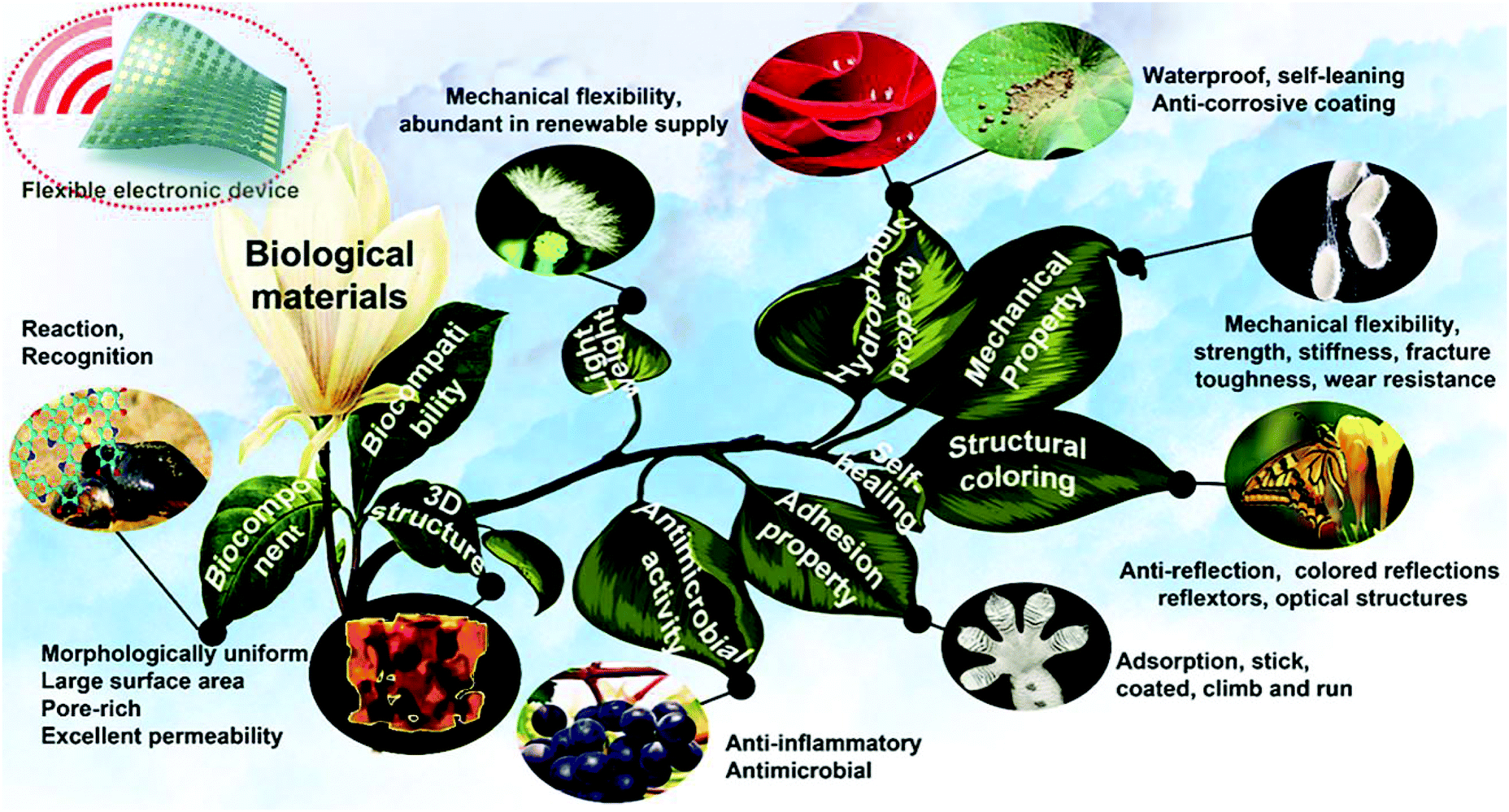 New insights and perspectives into biological materials for