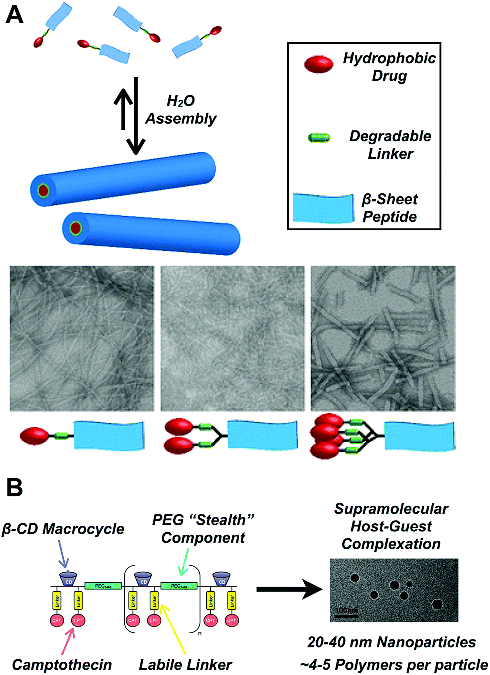 バンド CD Zinc transporter ZIP12 maintains zinc homeostasis and