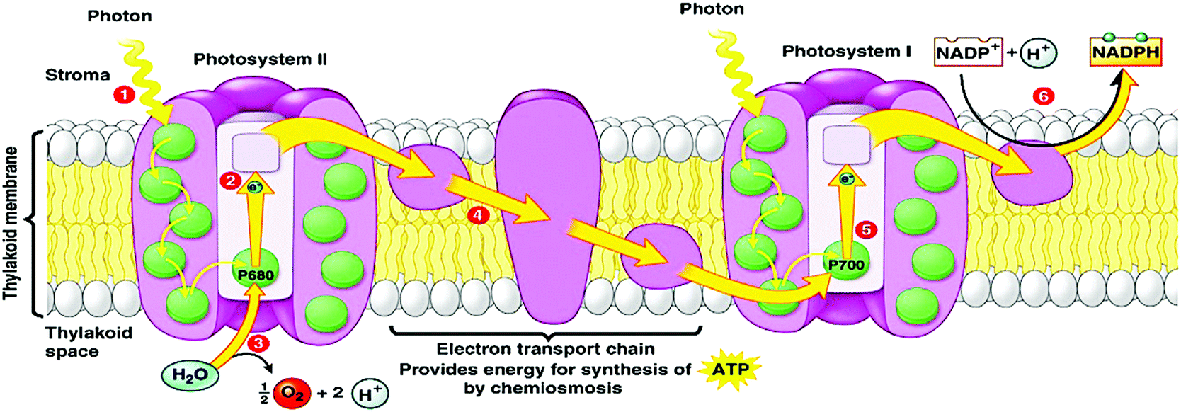 Membranes for artificial photosynthesis - Energy & Environmental 