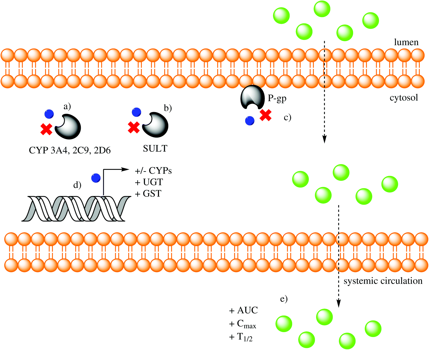 Gastrointestinal interactions, absorption, splanchnic metabolism 