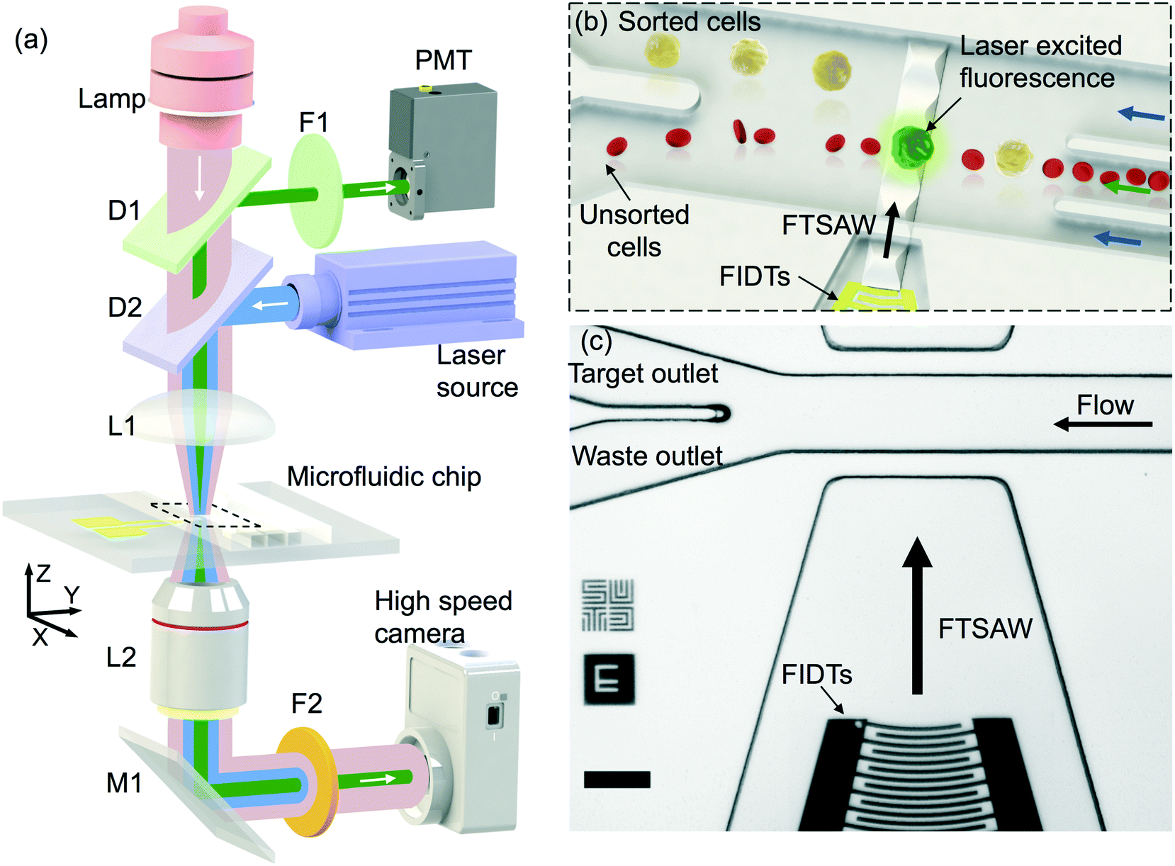 Fluorescence Activated Cell Sorting Via A Focused Traveling Surface Acoustic Beam Lab On A Chip Rsc Publishing Doi 10 1039 C7lc00678k