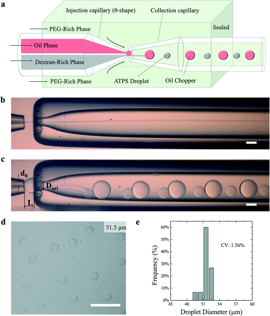 Microfluidic generation of aqueous two-phase-system (ATPS
